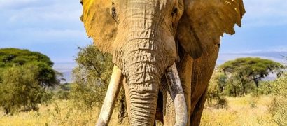 about-amboseli-ecosystem-trust